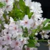 Japanse Sierkers (Prunus Nipponica 'Brillant') -Groene Wereld prunus nipponica brillant 1 1