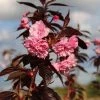 Roodbladige Japanse Sierkers (Prunus 'Royal Burgundy') -Groene Wereld prunus royal burgundy 2