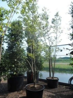 Japanse Sierkers (Prunus Sargentii) -Groene Wereld prunus sargentii 350 400 500 c160 meerstammig