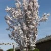 Japanse Sierkers Als Zuilboom (Prunus Serrulata 'Amanogawa') -Groene Wereld prunus serrulata amanogawa 3