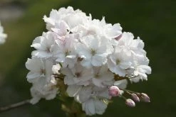 Japanse Sierkers Als Zuilboom (Prunus Serrulata 'Amanogawa') -Groene Wereld prunus serrulata amanogawa 2