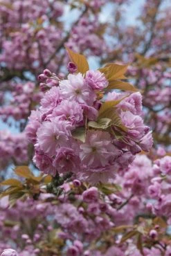 Japanse Sierkers (Prunus Serrulata 'Kanzan') -Groene Wereld prunus serrulata kanzan 1