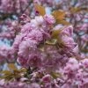 Sierkers, Struikvorm (Prunus Serrulata 'Kanzan') -Groene Wereld prunus serrulata kanzan 2