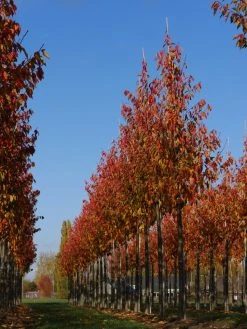 Grote Sierkers (Prunus Serrulata 'Kanzan') 10 Grote Sierkers (Prunus Serrulata 'Kanzan') -Groene Wereld prunus serrulata kanzan 20 25