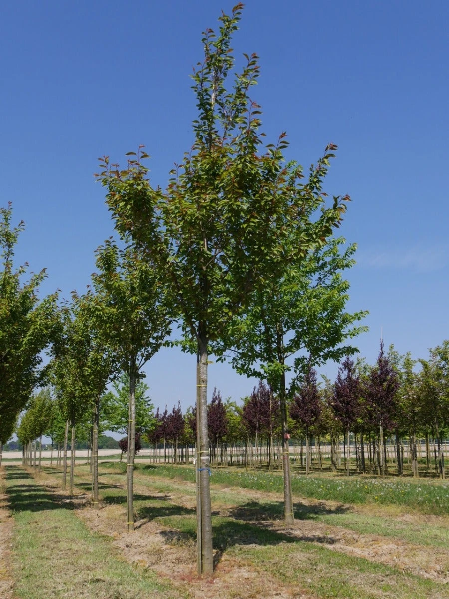 Grote Sierkers (Prunus Serrulata 'Kanzan') 7 Grote Sierkers (Prunus Serrulata 'Kanzan') - Afbeelding 5