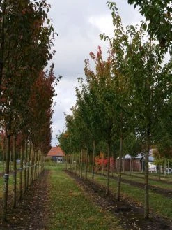 Grote Sierkers (Prunus Serrulata 'Kanzan') 13 Grote Sierkers (Prunus Serrulata 'Kanzan') -Groene Wereld prunus serrulata kanzan 35 40