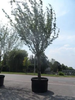 Japanse Sierkers (Prunus Serrulata 'Kanzan') -Groene Wereld prunus serrulata kanzan 90 100ho c1500 1