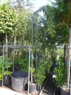 Japanse Treursierkers (Prunus Serrulata 'Kiku-shidare') 9 Japanse Treursierkers (Prunus Serrulata 'Kiku-shidare') -Groene Wereld prunus serrulata kiku shidare zakura 10 12ho cont