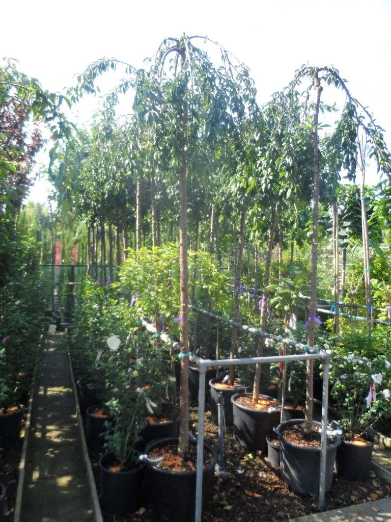 Japanse Treursierkers (Prunus 'Snow Fountain') 5 Japanse Treursierkers (Prunus 'Snow Fountain') - Afbeelding 3