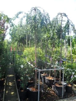 Japanse Treursierkers (Prunus 'Snow Fountain') -Groene Wereld prunus snow fountains 12 14 ho cont 2
