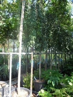 Japanse Treursierkers (Prunus 'Snow Fountain') -Groene Wereld prunus snow fountains 14 16 18ho cont. 250stam 2