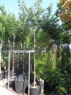 Japanse Sierkers (Prunus Subhirtella 'Autumnalis') -Groene Wereld prunus subhirtella autumnalis 10 12ho cont