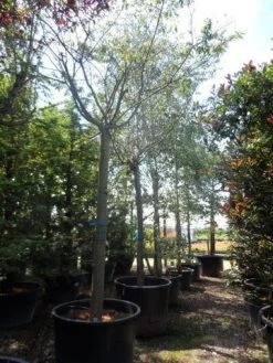 Japanse Sierkers (Prunus Subhirtella 'Autumnalis') 11 Japanse Sierkers (Prunus Subhirtella 'Autumnalis') -Groene Wereld prunus subhirtella autumnalis 30 35 40ho c350 2