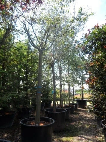 Japanse Sierkers (Prunus Subhirtella 'Autumnalis') 7 Japanse Sierkers (Prunus Subhirtella 'Autumnalis') - Afbeelding 5