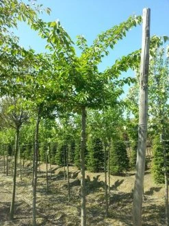 Japanse Sierkers (Prunus Yedoensis) -Groene Wereld prunus yedoensis 1