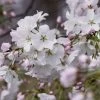 Japanse Sierkers Als Struik (Prunus Yedoensis) -Groene Wereld prunus yedoensis 1