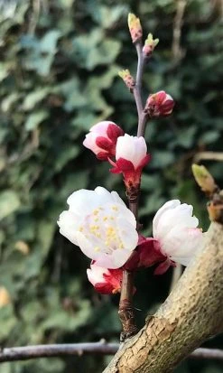 Abrikozenboom (Prunus Armeniaca) -Groene Wereld prunusarmeniaca abrikoos