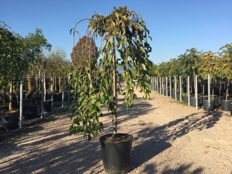 Treursierkers Op Stam (Prunus 'White Fountain') 3 Treursierkers Op Stam (Prunus 'White Fountain')