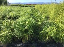 Bamboe (Pseudosasa Japonica)