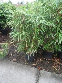 Bamboe (Pseudosasa Japonica) -Groene Wereld pseudosasa japonica 150 175 c25