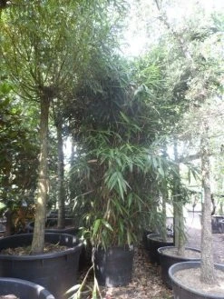 Bamboe (Pseudosasa Japonica) -Groene Wereld pseudosasa japonica 200 300 c240 extra