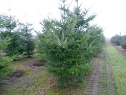 Douglasspar (Pseudotsuga Menziessii) 13 Douglasspar (Pseudotsuga Menziessii) -Groene Wereld pseudotsuga menziesii 300 400 200 300 002
