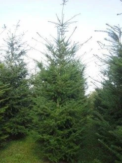 Douglasspar (Pseudotsuga Menziessii) 10 Douglasspar (Pseudotsuga Menziessii) -Groene Wereld pseudotsuga menziesii 400 450 1