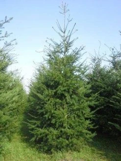 Douglasspar (Pseudotsuga Menziessii) 11 Douglasspar (Pseudotsuga Menziessii) -Groene Wereld pseudotsuga menziesii 400 450 4