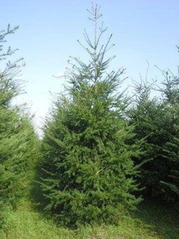 Douglasspar (Pseudotsuga Menziessii) 5 Douglasspar (Pseudotsuga Menziessii) - Afbeelding 3