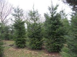 Douglasspar (Pseudotsuga Menziessii) 15 Douglasspar (Pseudotsuga Menziessii) -Groene Wereld pseudotsuga menziesii 500