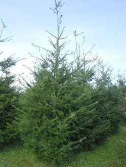 Douglasspar (Pseudotsuga Menziessii) 14 Douglasspar (Pseudotsuga Menziessii) -Groene Wereld pseudotsuga menzisii 400 450