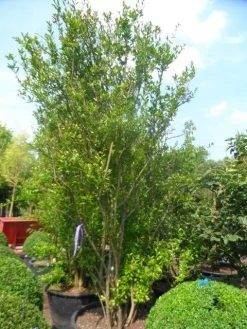 Granaatappel Als Struik (Punica Granatum) -Groene Wereld punica granatum 250 300 c285 meerstammig