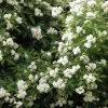 Klimroos (Rosa Banksiae 'Purezza') 2 Klimroos (Rosa Banksiae 'Purezza') -Groene Wereld purezza lr 2