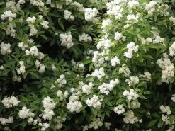 Klimroos (Rosa Banksiae 'Purezza')