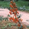 Vuurdoorn (Pyracantha 'Orange Glow') -Groene Wereld pyocharm 3