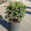 Vuurdoorn Als Bol (Pyracantha 'Navaho') -Groene Wereld pyracantha navaho 2