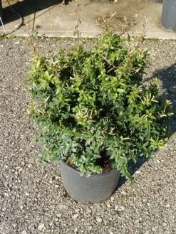 Vuurdoorn Als Bol (Pyracantha 'Navaho') -Groene Wereld pyracantha navaho 4