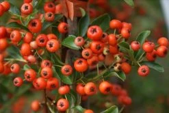 Vuurdoorn (Pyracantha 'Orange Glow') -Groene Wereld pyracantha orange glow 10