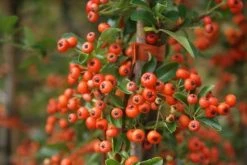 Vuurdoorn (Pyracantha 'Orange Glow') -Groene Wereld pyracantha orange glow 11 1
