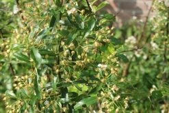 Vuurdoorn (Pyracantha 'Orange Glow') -Groene Wereld pyracantha orange glow 1 1