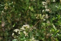 Vuurdoorn (Pyracantha 'Orange Glow') -Groene Wereld pyracantha orange glow 2 1