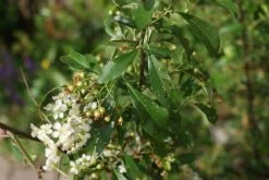 Vuurdoorn (Pyracantha 'Orange Glow') -Groene Wereld pyracantha orange glow 3 1
