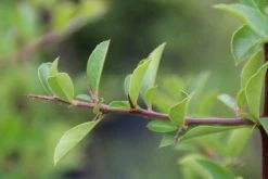 Vuurdoorn (Pyracantha 'Orange Glow') -Groene Wereld pyracantha orange glow 4