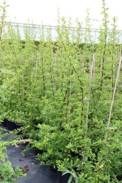 Vuurdoorn (Pyracantha 'Orange Glow') 24 Vuurdoorn (Pyracantha 'Orange Glow') -Groene Wereld pyracantha orange glow 6 2