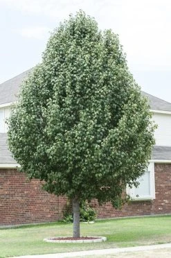 Chinese Sierpeer (Pyrus Calleryana 'Chanticleer') -Groene Wereld pyrus calleryana