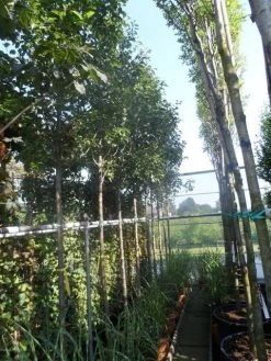 Chinese Sierpeer (Pyrus Calleryana 'Chanticleer') -Groene Wereld pyrus calleryana chanticleer 12 14ho cont