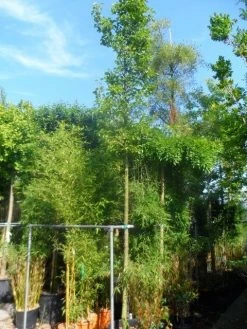 Chinese Sierpeer (Pyrus Calleryana 'Chanticleer') -Groene Wereld pyrus calleryana chanticleer 16 18ho cont