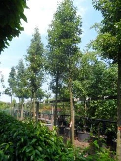 Chinese Sierpeer (Pyrus Calleryana 'Chanticleer') -Groene Wereld pyrus calleryana chanticleer 20 25ho c200