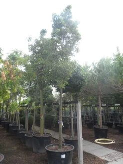 Chinese Sierpeer (Pyrus Calleryana 'Chanticleer') -Groene Wereld pyrus calleryana chanticleer 25 30ho c285