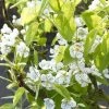 Sierpeer Als Leivorm (Pyrus Calleryana 'Chanticleer) -Groene Wereld pyrus chanticleer 1
